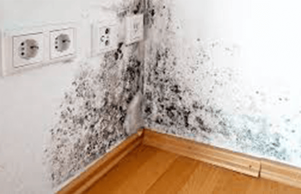 Обследование конструкций, подверженных 
                переувлажнению и сырости